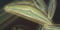 Researchers Examine how Freshwater Diatoms remain in the Light