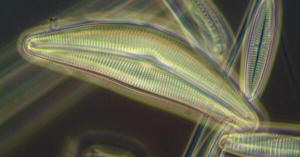 Researchers Examine how Freshwater Diatoms remain in the Light
