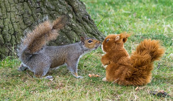 Scientists are unravelling the secrets of red and grey squirrel competition