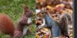 Scientists are Uncovering the Mysteries of Red and Grey Squirrel Competition