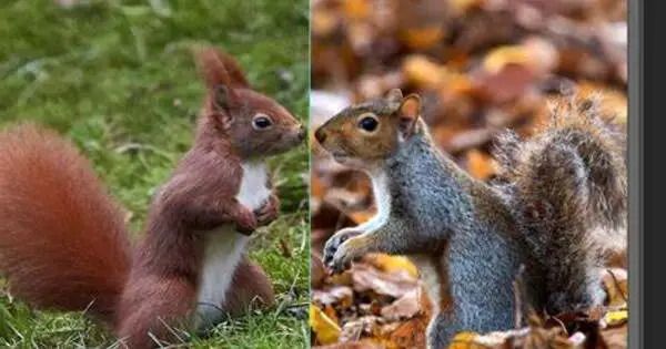 Scientists are Uncovering the Mysteries of Red and Grey Squirrel Competition