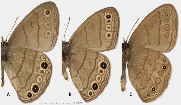 New butterfly species created 200,000 years ago by two species interbreeding