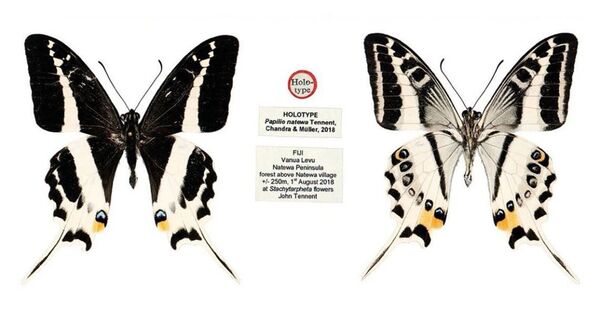 200,000 Years Ago, Two Species Interbred to Generate a New Butterfly Species