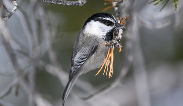 Mountain chickadees have remarkable memories. A new study explains why