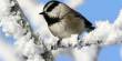 According to a New Study, Mountain Chickadees have Exceptional Memories