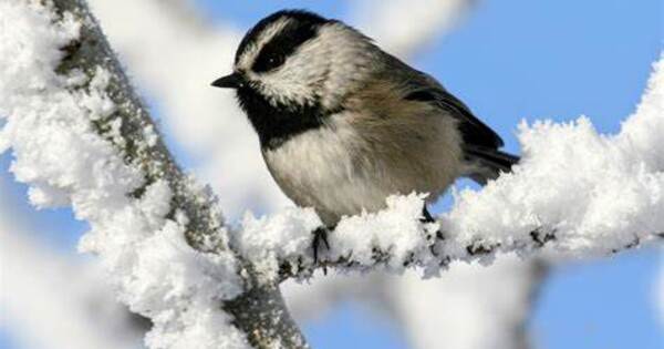 According to a New Study, Mountain Chickadees have Exceptional Memories