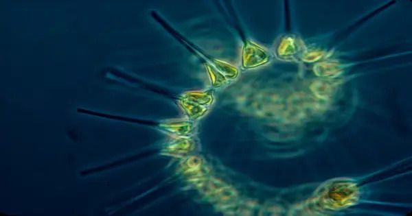 Behavior of Marine Plankton may Forecast Future Extinctions