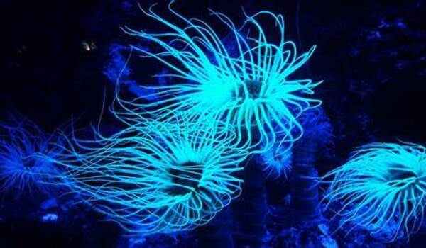 Bioluminescence first evolved in animals at least 540 million years ago
