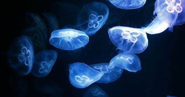 Bioluminescence First Evolved in Animals at least 540 Million Years Ago