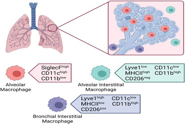 Finding a New Defender for the Liver – the Function of Resident ...