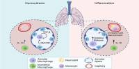 Finding a New Defender for the Liver – the Function of Resident Macrophages