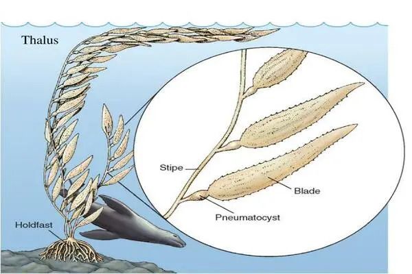 How seaweed became multicellular