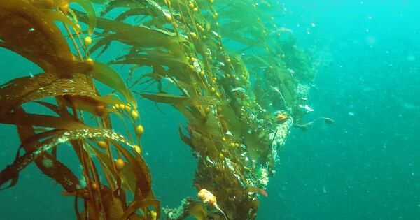 How did Seaweed become Multicellular?