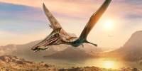 Scientists Pinpoint Cerebellar Expansion as Vital to the Evolution of Bird Flight