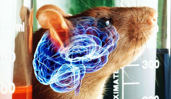 With hybrid brains, these mice smell like a rat