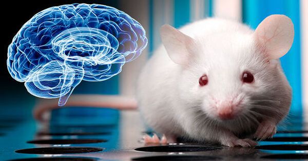 These Mice, with their Hybrid Brains, Smell like Rats