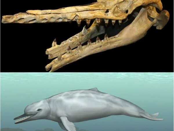 Toothed whale echolocation organs evolved from jaw muscles