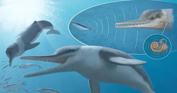 Toothed Whales’ Echolocation Organs originated from Jaw Muscles