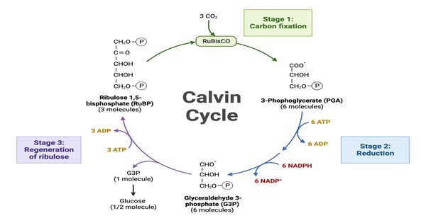 Calvin Cycle