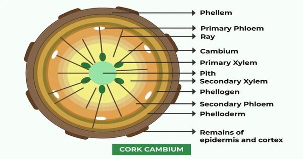 Cork Cambium