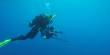 Jet-propelled Sea Creatures could improve Ocean Robotics