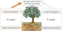 Nutrient Resorption in Plants