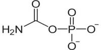 Carbamoyl Phosphate