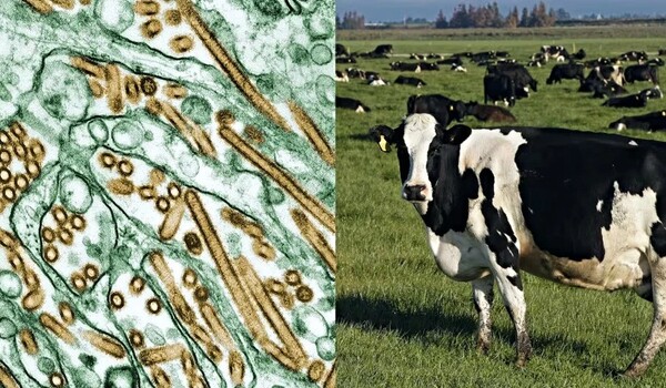 Receptors make dairy cows a prime target for influenza