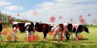 Dairy Cows are Ideal Targets for Influenza because of their Receptors