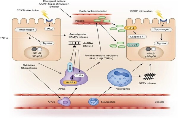 Unique mechanism protects pancreatic cells from inflammation in mice