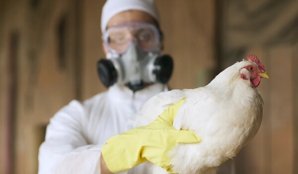 New study confirms mammal-to-mammal avian flu spread