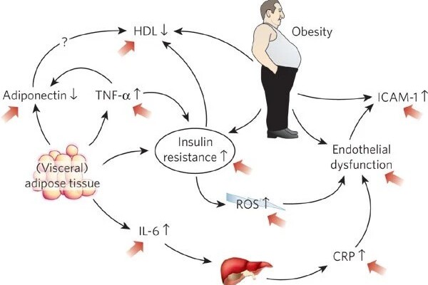 Connections between obesity and heart failure