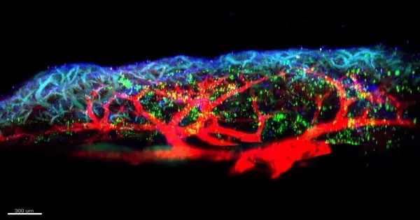 Respiratory Allergies – a Newly Identified Chemical has a significant role in initiating Inflammation