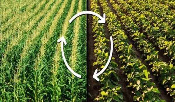 Groundbreaking discovery: Zinc can make crop yields more climate-resilient