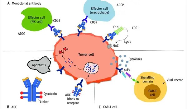 New mechanism of action kills cancer cells