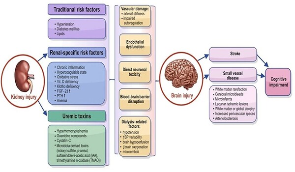 Cognitive impairment in chronic kidney disease