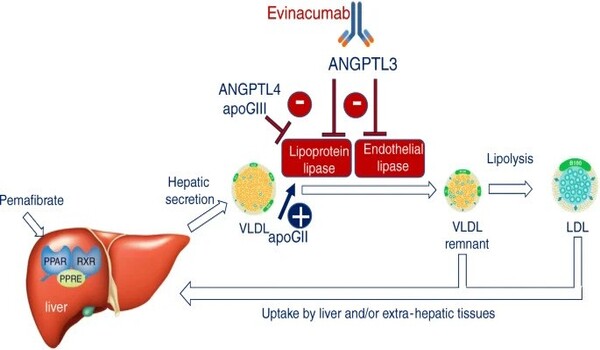 Controlling lipid levels with fewer side effects possible with new drug