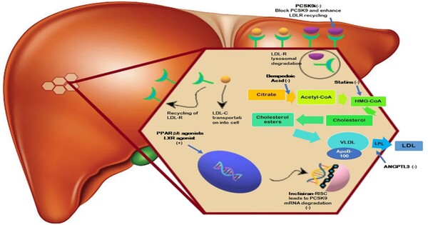 Controlling Cholesterol Levels with Fewer Negative effects is achievable with new Medicine