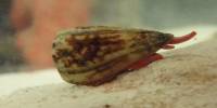 Deadly Sea Snail Toxin could be vital to developing better Medications