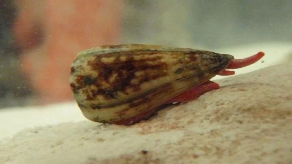 Deadly Sea Snail Toxin could be vital to developing better Medications