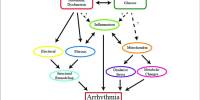 Gene-related Metabolic Dysfunction may be generating Cardiac Arrhythmia