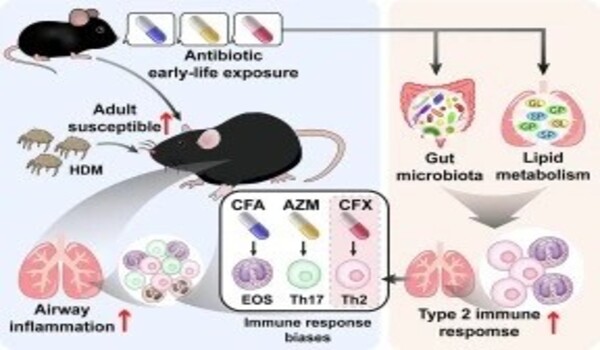 How early-life antibiotics turn immunity into allergy