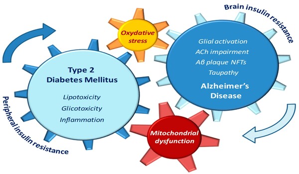 Possible explanation for link between diabetes and Alzheimer's