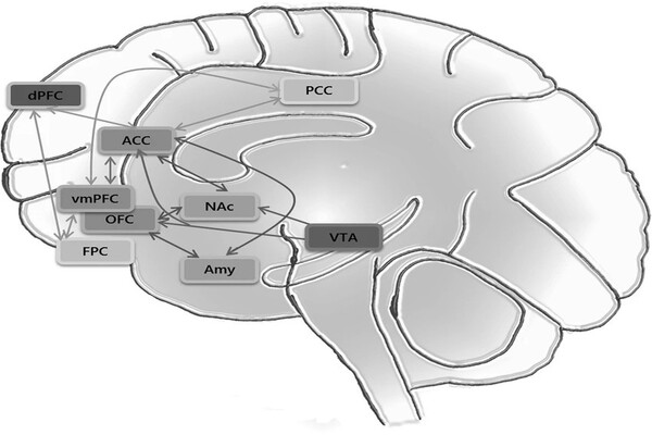 Brain-wide decision-making dynamics discovered