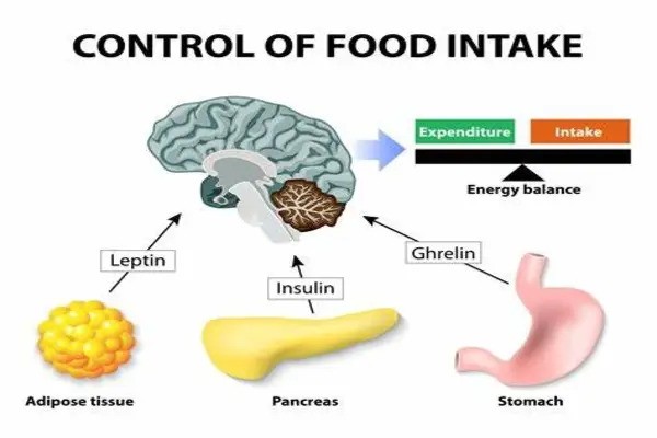 Higher levels of leptin indicate brain protection against late-life dementia