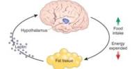 Higher Leptin Levels imply Brain Protection from Late-life Dementia