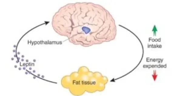 Higher Leptin Levels imply Brain Protection from Late-life Dementia