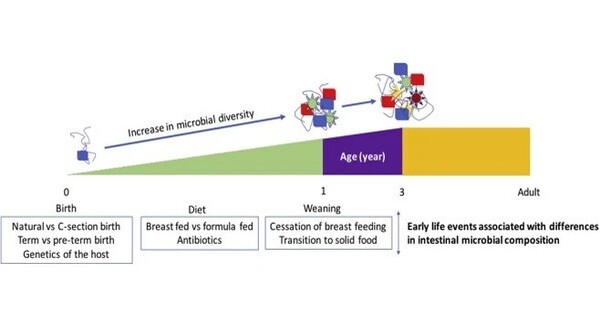 How early-life antibiotics turn immunity into allergy