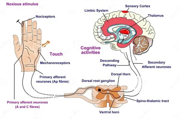 How the brain integrates pain prediction and stimuli