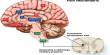 How the Brain combines Stimuli and Pain Prediction?